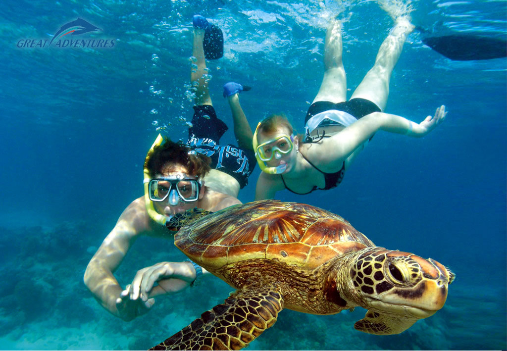 Swim-with-turtles